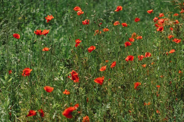Поле Маками Цвітуть Всюди Влітку Червона Квітка Літньому Полі — стокове фото