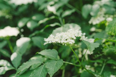 Bahçedeki yaşlı çiçekler. Sambucus zencisi. Yaşlı, siyah yaşlı çiçekler. Alternatif tıp