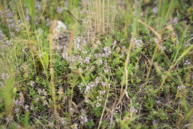 Çiçekli pembe otlar, Thymus Serpilllum, Breckland yabani kekik, sürünen kekik ya da elf kekiği. Yaz tarlasında güzel bir ilaç ve yiyecek bitkisi.