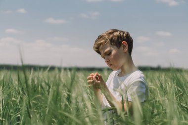Beyaz tişörtlü ve yeşil arpa tarlasında oynayan gülümseyen bir çocuğun portresi. Mutlu çocuk yaz günü gülüyor ve oynuyor. Doğayı keşfeden çocuk. Meraklı çocuklar için yaz etkinliği