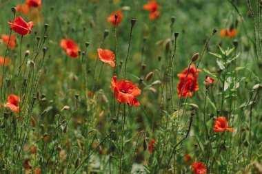 Yazın her yerde haşhaş açan bir tarla. Yaz tarlasında kırmızı çiçek açtı.