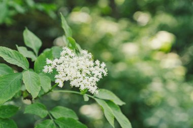 Bahçedeki yaşlı çiçekler. Sambucus zencisi. Yaşlı, siyah yaşlı çiçekler. Alternatif tıp