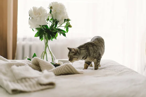 แมวน กของสกอตแลนด ตรงและแจก อดอกไม ดอกโบต ชมพ ขาวหน อเป ดบนเต งคงม — ภาพถ่ายสต็อก