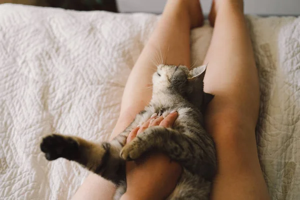 Förhållandet Mellan Katt Och Person Flickorna Smeker Katten Söt Katt — Stockfoto