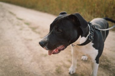 Bir insan ve bir köpek. Teengirl ve onun arkadaş köpegi saha altinda. Güzel, genç bir kadın. Rahat ve tasasız. Güzel köpeğiyle yaz günbatımının tadını çıkarıyor. Yaşam biçimi