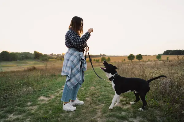 Human and a dog. Teengirl and her friend staffer dog on the field background. Beautiful young woman relaxed and carefree enjoying a summer sunset with her lovely dog. Lifestyle