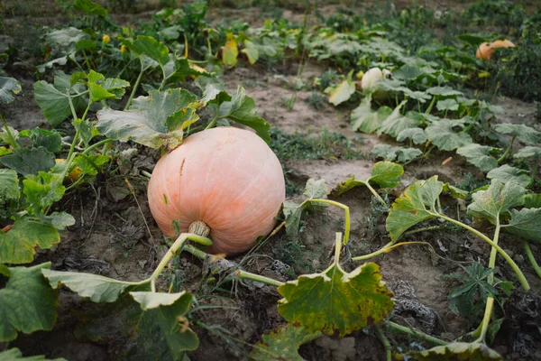 A large pumpkin grows in the garden. Life in the village