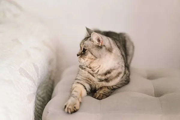 ปแมวน กสก แฮปป แมวสก อตส เทานอนหล ปภาพของแมวท สวยงาม — ภาพถ่ายสต็อก