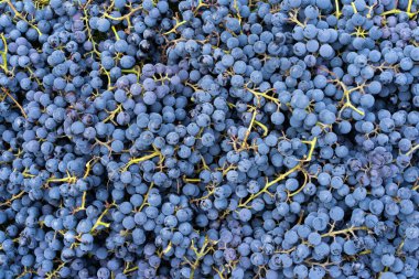 Mavi üzümler. Şarap üzümlü arka plan. Taze toplanmış siyah üzümler