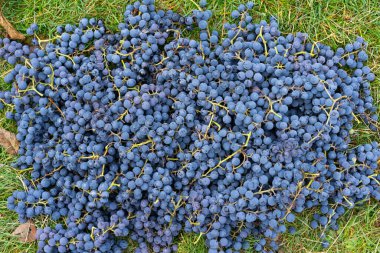 Mavi üzümler. Şarap üzümlü arka plan. Taze toplanmış siyah üzümler