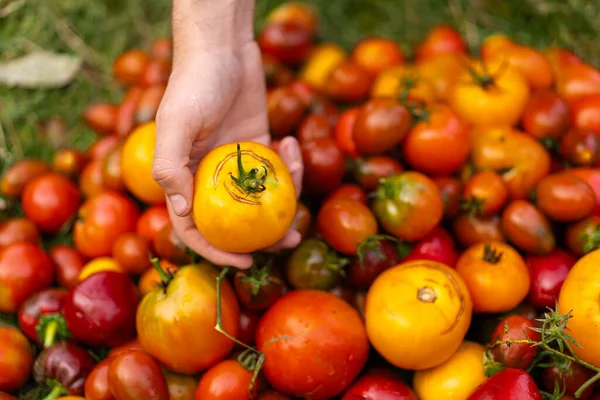 Fresh organic tomato mix. Delicious autumn tomato mix. Farmers hands with freshly harvested multi-colored tomatoes