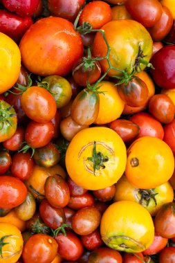 Taze organik domates karışımı. Lezzetli sonbahar domatesi.