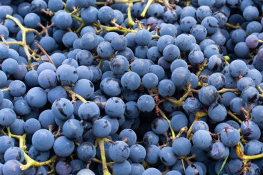 Mavi üzümler. Şarap üzümlü arka plan. Taze toplanmış siyah üzümler