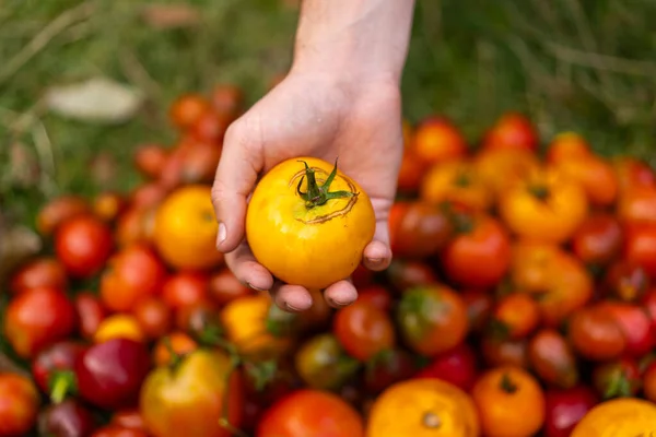 Fresh organic tomato mix. Delicious autumn tomato mix. Farmers hands with freshly harvested multi-colored tomatoes