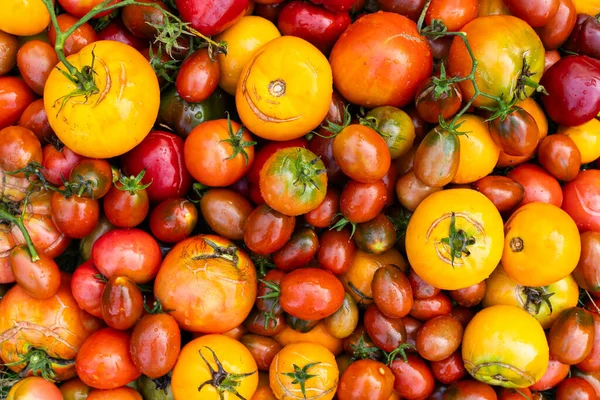 Fresh organic tomato mix. Delicious autumn tomato mix.