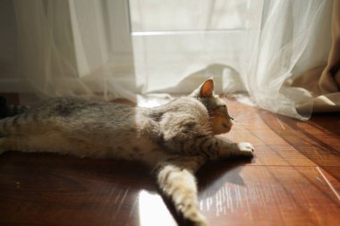 Güzel bir kedinin portresi. Şirin Kedi Portresi. Mutlu Hayvan. Gri İskoç Heteroseksüel Kedi Uyuyor.