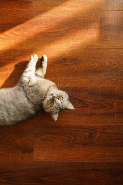 Güzel bir kedinin portresi. Şirin Kedi Portresi. Mutlu Hayvan. Gri İskoç Heteroseksüel Kedi Uyuyor.