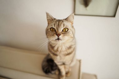 Güzel bir kedinin portresi. Şirin Kedi Portresi. Mutlu Hayvan. Gri İskoç Heteroseksüel Kedi Uyuyor.