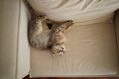 Güzel bir kedinin portresi. Şirin Kedi Portresi. Mutlu Hayvan. Gri İskoç Heteroseksüel Kedi Uyuyor.