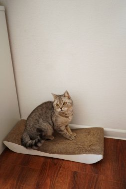 Güzel bir kedinin portresi. Şirin Kedi Portresi. Mutlu Hayvan. Gri İskoç Heteroseksüel Kedi Uyuyor.