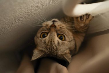 Güzel bir kedinin portresi. Şirin Kedi Portresi. Mutlu Hayvan. Gri İskoç Heteroseksüel Kedi Uyuyor.