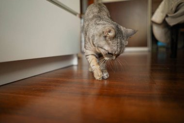 Güzel bir kedinin portresi. Şirin Kedi Portresi. Mutlu Hayvan. Gri İskoç Heteroseksüel Kedi Uyuyor.