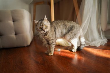 Güzel bir kedinin portresi. Şirin Kedi Portresi. Mutlu Hayvan. Gri İskoç Heteroseksüel Kedi Uyuyor.