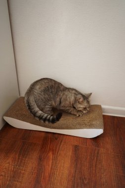 Güzel bir kedinin portresi. Şirin Kedi Portresi. Mutlu Hayvan. Gri İskoç Heteroseksüel Kedi Uyuyor.