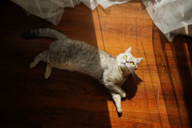 Güzel bir kedinin portresi. Şirin Kedi Portresi. Mutlu Hayvan. Gri İskoç Heteroseksüel Kedi Uyuyor.