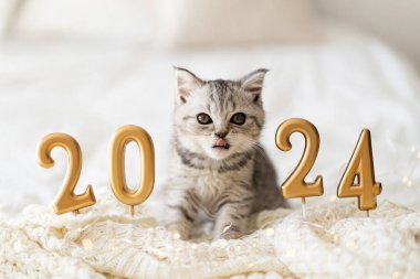 İskoç heteroseksüel kedi cinsinden şirin bir tekir kedi yavrusu örgü örülmüş bir battaniyenin üzerinde oturur. İyi yeni yıl ruhu. Kartpostal 2024 hazır. Mutlu yıllar hayvan, hayvan, kedi.