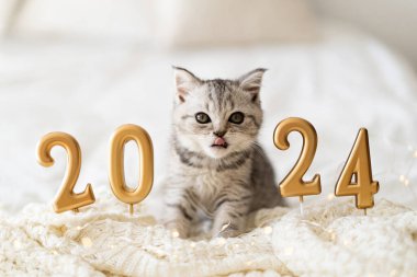 A cute tabby kitten of the Scottish straight cat breed sits on a knitted blanket. Good New Year spirit. Ready postcard 2024. Happy New Year animal, pet, cat. clipart