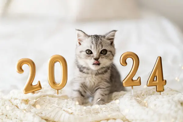 スコットランドのまっすぐな猫のかわいいタビーの子猫は編まれた毛布の上に座っています 元気な新年スピリット ポストカード2024 ハッピーニューイヤー ペット ストック写真
