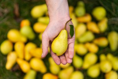 Lezzetli sonbahar sarı armutları. Armut sarısı. Taze hasat edilmiş sarı armutları olan çiftçi elleri.