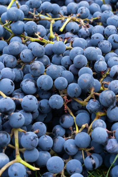 Anggur Biru Latar Belakang Anggur Anggur Hitam Segar Yang Dipanen — Stok Foto