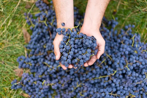 Anggur Biru Latar Belakang Anggur Petani Tangan Dengan Baru Panen — Stok Foto