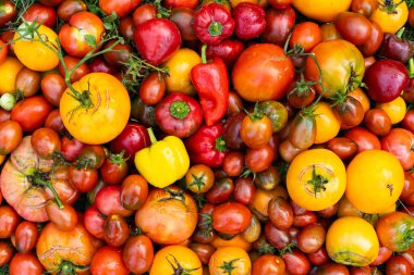 Taze organik domates ve biber karışımı. Lezzetli sonbahar domatesi karışımı. Taze hasat edilmiş çok renkli domates ve biber karışımı.