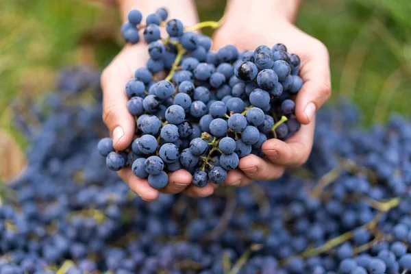 Anggur Biru Latar Belakang Anggur Petani Tangan Dengan Baru Panen — Stok Foto