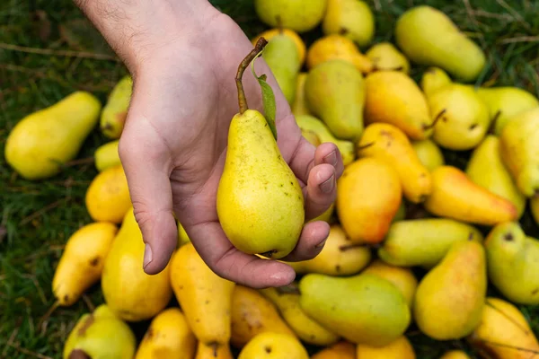 Delicious autumn yellow pears. Yellow pears background. Farmers hands with freshly harvested yellow pears.