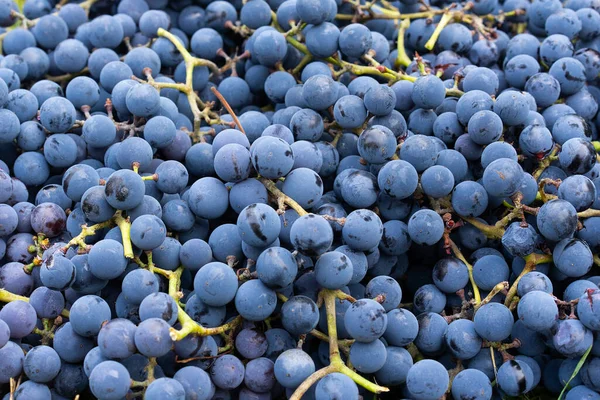 Anggur Biru Latar Belakang Anggur Anggur Hitam Segar Yang Dipanen — Stok Foto