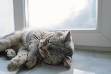 Güzel bir kedinin portresi. Şirin Kedi Portresi. Mutlu Hayvan. Gri İskoç Heteroseksüel Kedi Uyuyor.