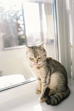 Güzel bir kedinin portresi. Şirin Kedi Portresi. Mutlu Hayvan. Gri İskoç Heteroseksüel Kedi Uyuyor.