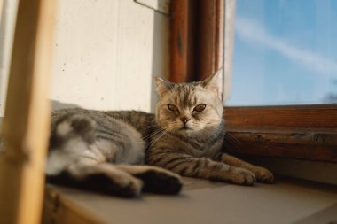 Güzel bir kedinin portresi. Şirin Kedi Portresi. Mutlu Hayvan. Gri İskoç Heteroseksüel Kedi Uyuyor.