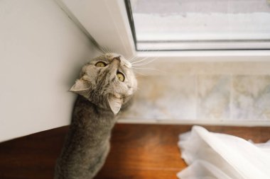 Güzel bir kedinin portresi. Şirin Kedi Portresi. Mutlu Hayvan. Gri İskoç Heteroseksüel Kedi Uyuyor.