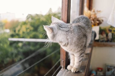 Güzel bir kedinin portresi. Şirin Kedi Portresi. Mutlu Hayvan. Gri İskoç Heteroseksüel Kedi Uyuyor.