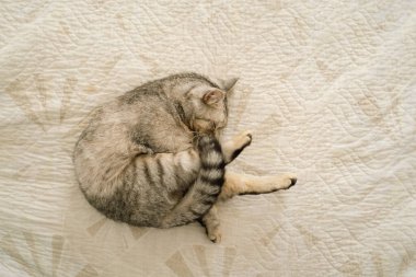 Güzel bir kedinin portresi. Şirin Kedi Portresi. Mutlu Hayvan. Gri İskoç Heteroseksüel Kedi Uyuyor.