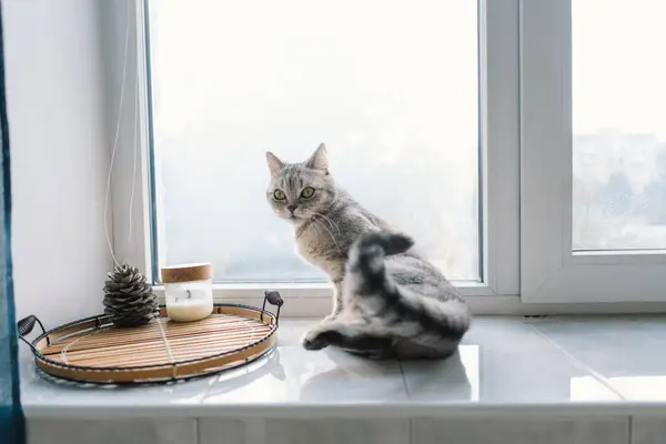 Porträt Einer Schönen Katze Nettes Katzenporträt Glückliches Haustier Graue Schottische Stockbild