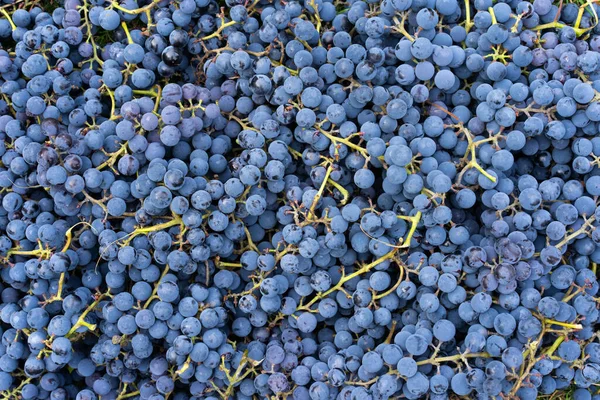 Mavi üzümler. Şarap üzümlü arka plan. Taze toplanmış siyah üzümler