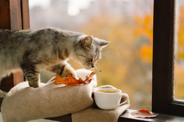 Cute cat with cozy autumn still life with hot coffee on a vintage windowsill. Autumn home decor. Cozy fall mood.