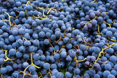 Mavi üzümler. Şarap üzümlü arka plan. Taze toplanmış siyah üzümler