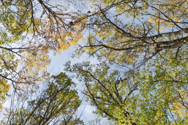 Ormana düş. Orman sonbaharı güneşli sonbahar havası, sonbahar manzarası, sonbahar ağaçları..